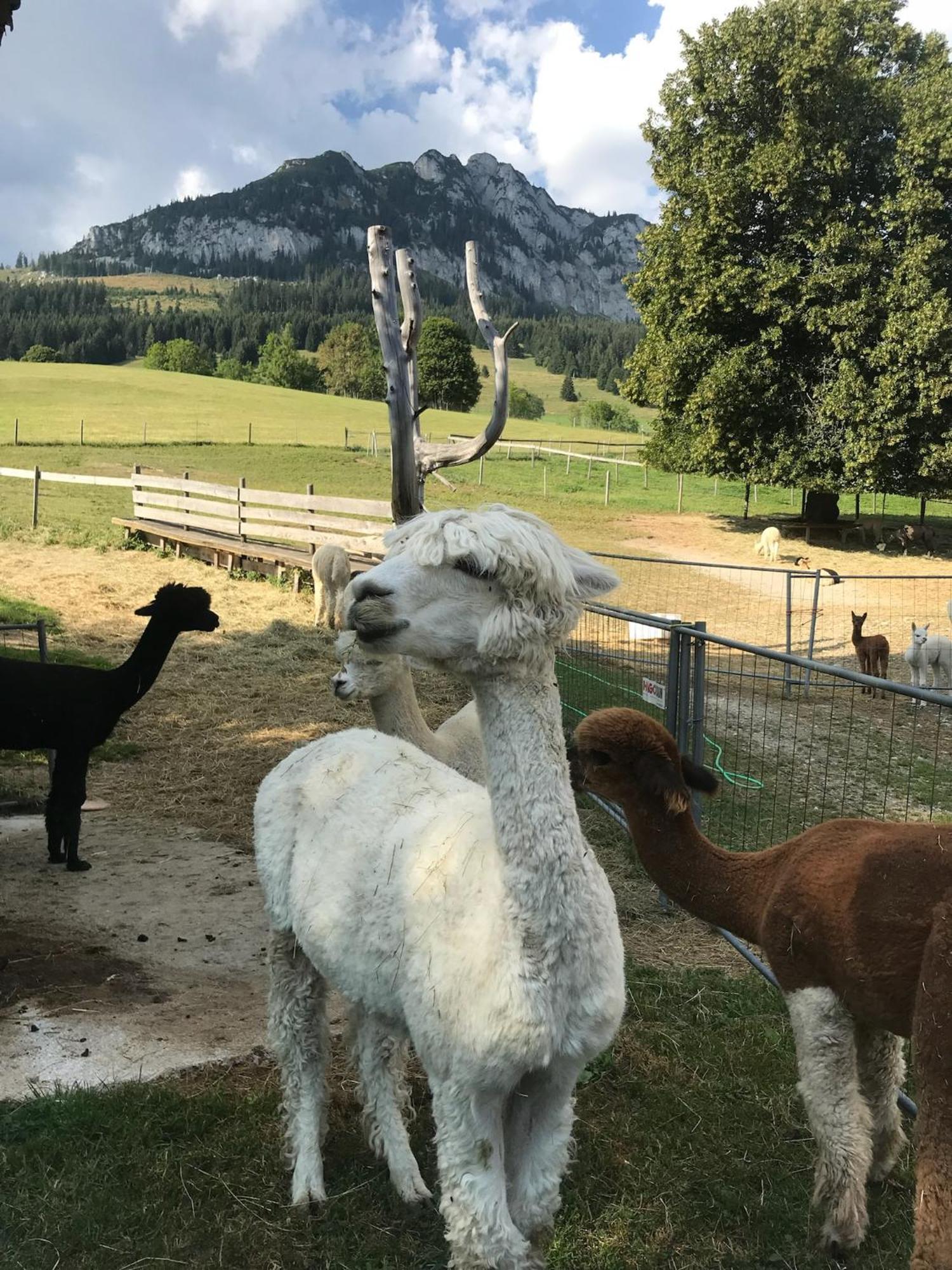 Haus Grimmingblick Villa Zlem Exteriör bild